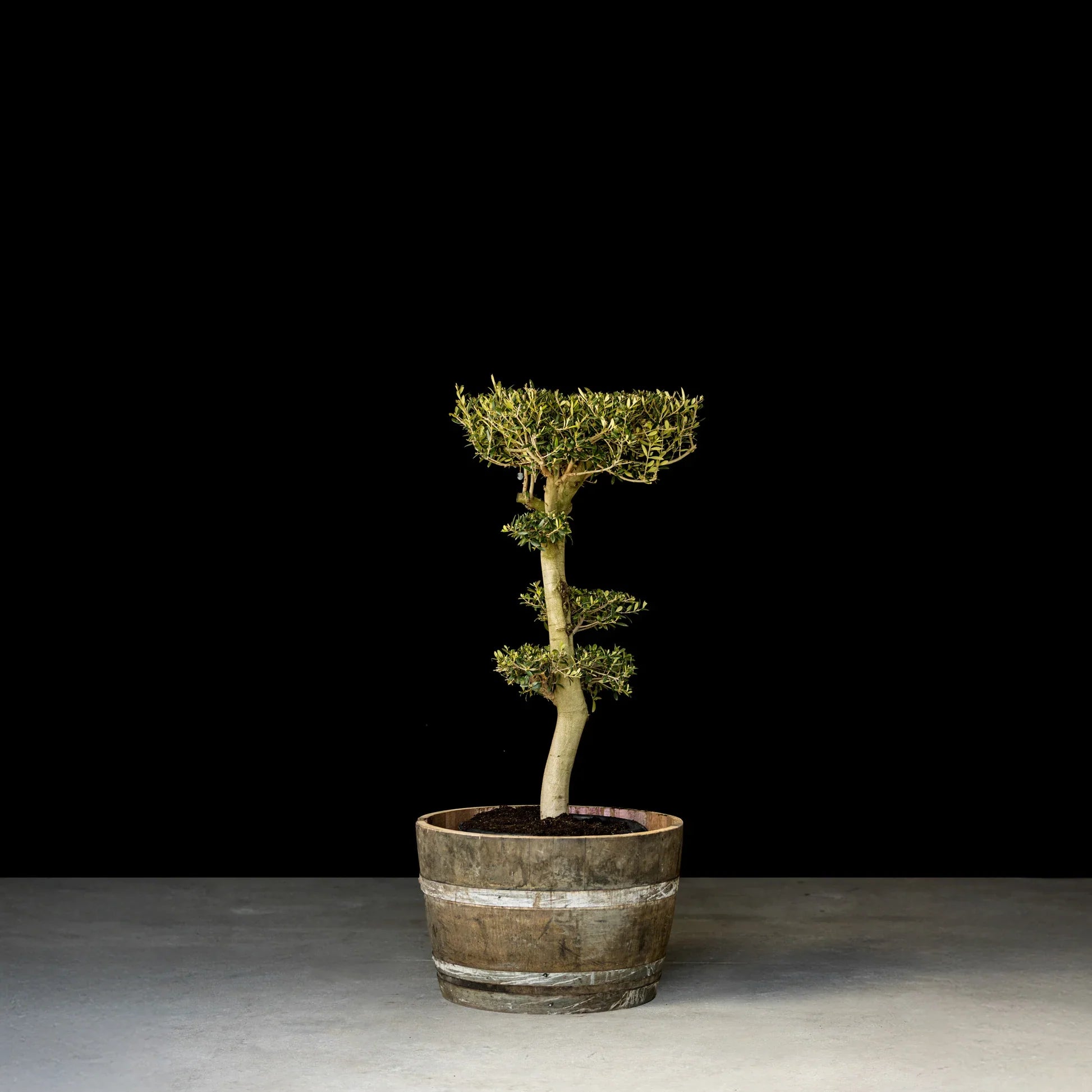 Bonsai Oliventræ, 25-35 år