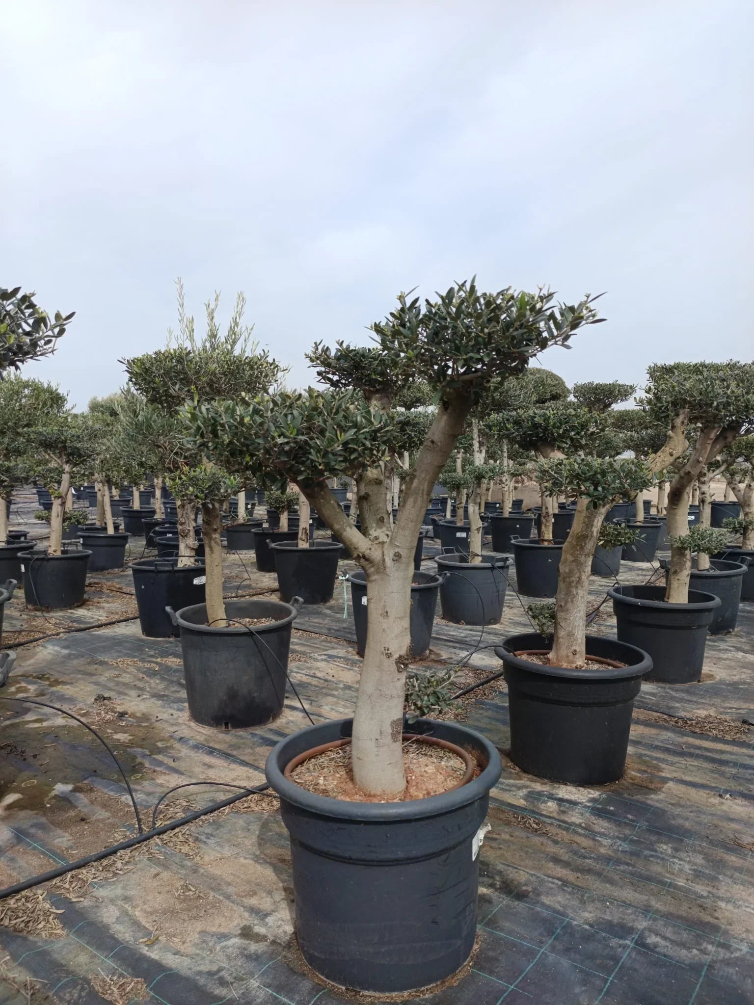 Bonsai Oliventræ, 25-35 år