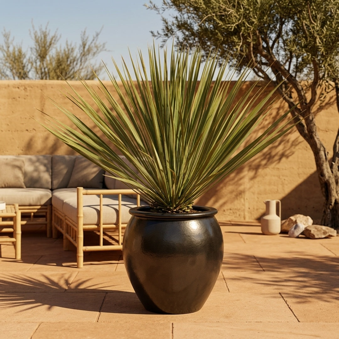Saphire Classic Yucca Desert Set