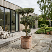 Bonsai Oliventræ, 25-35 år
