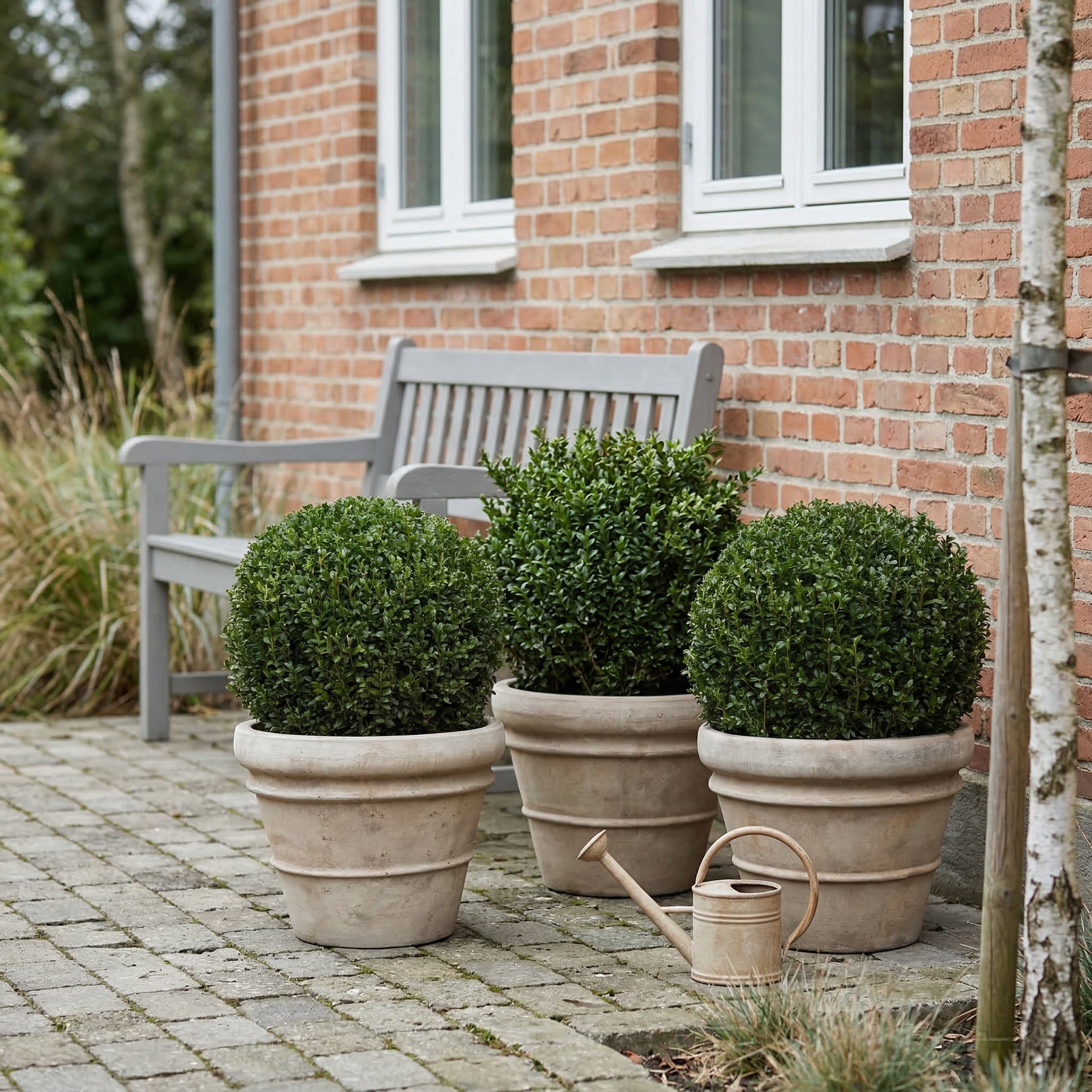 3 Ilex Crenata kugleform, Ø30-35cm + Florae Choco krukke (Omplantet)