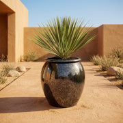 Saphire Yucca Desert Set