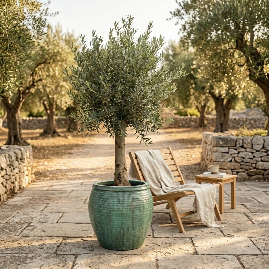 Opal Green Olive Tree Set