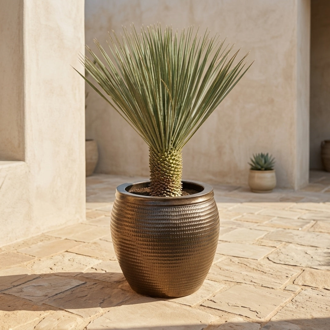 Saphire Pot Yucca Desert Set