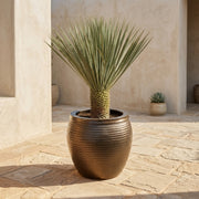 Saphire Pot Yucca Desert Set