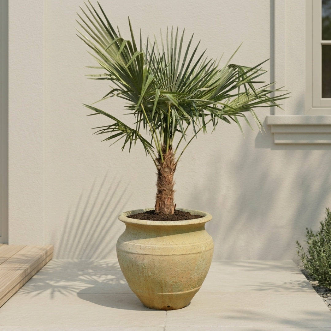 Tropical Atlantis Palm Set