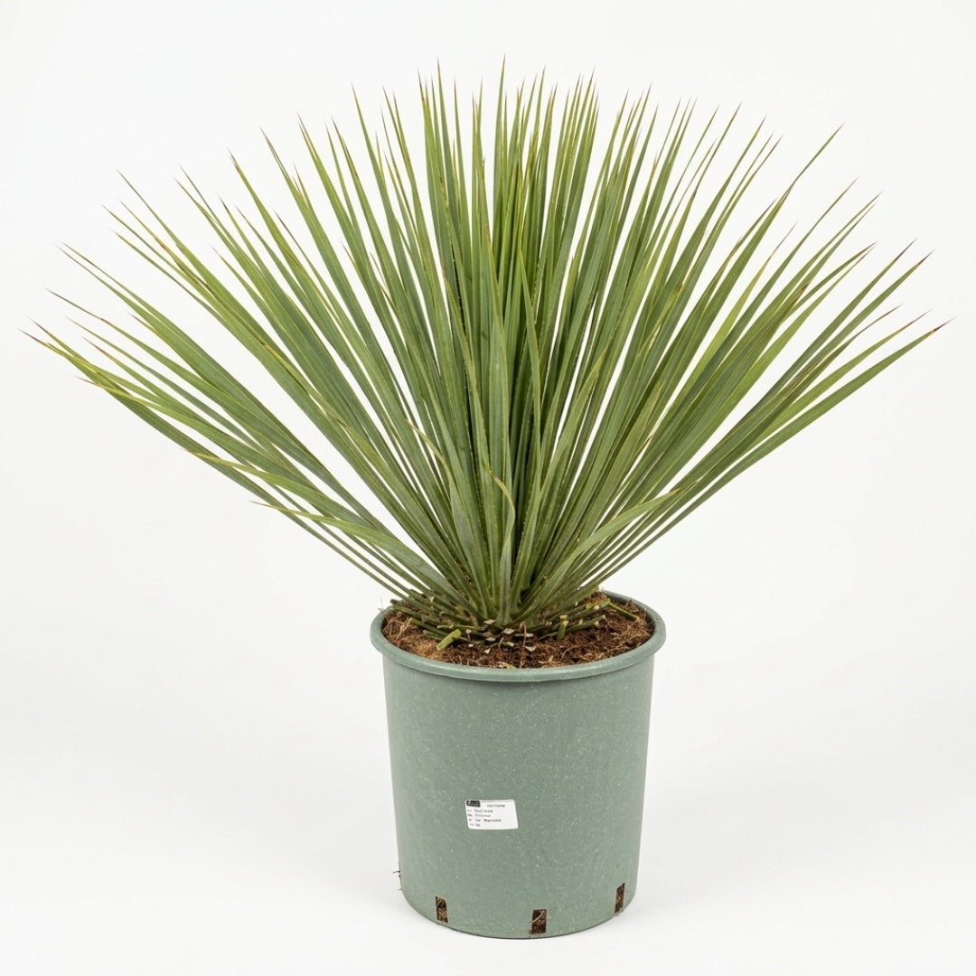 Yucca Rostrata (Mexikansk Palmelilje)