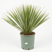 Yucca Rostrata (Mexikansk Palmelilje)