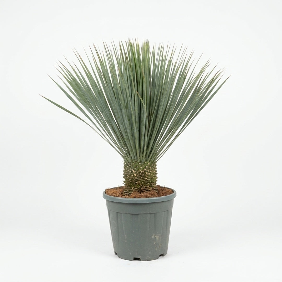 Yucca Rostrata (Mexikansk Palmelilje)