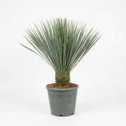 Yucca Rostrata (Mexikansk Palmelilje)