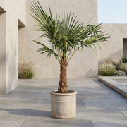 Hørpalme (Trachycarpus fortunei)