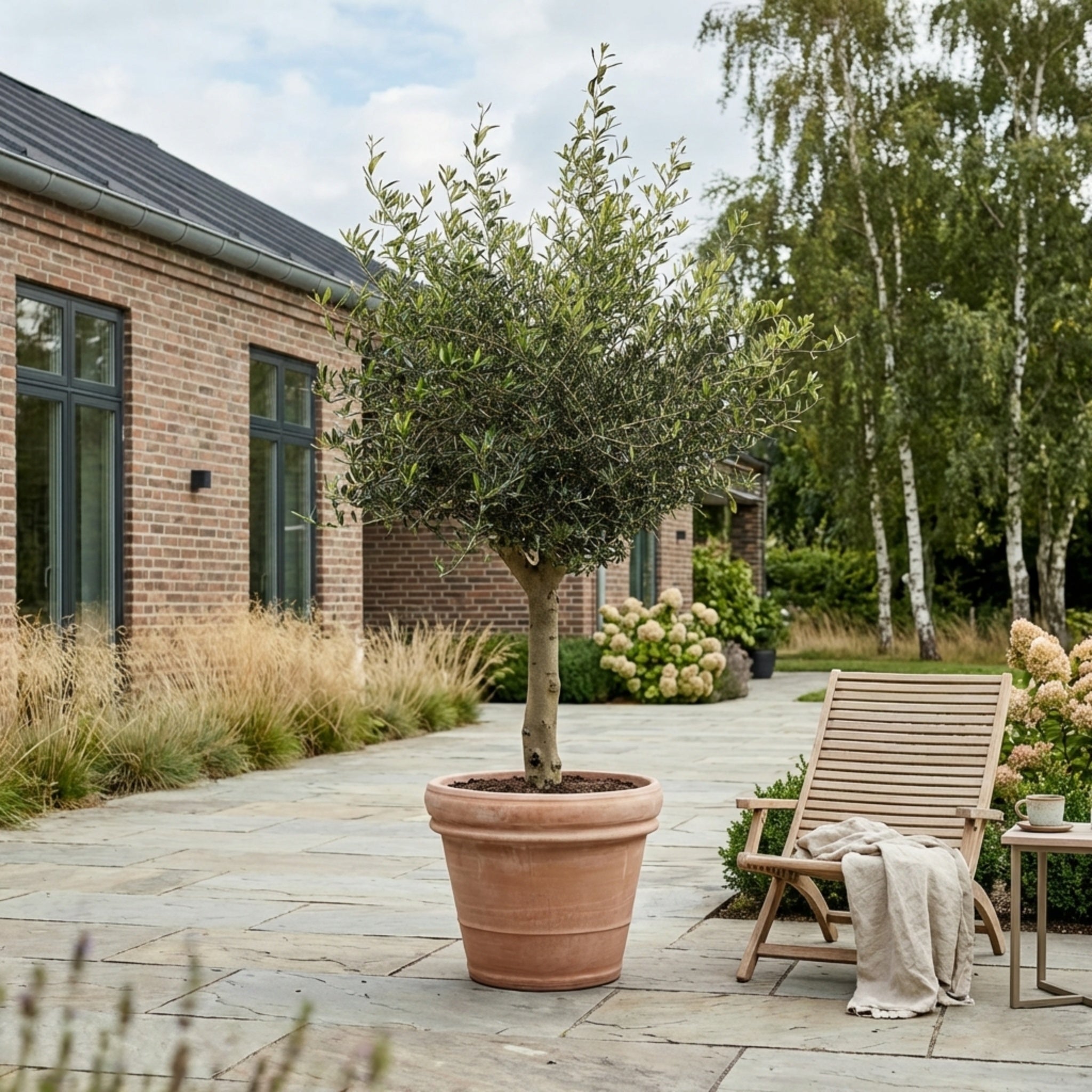 Oliventræ Arbequina +35, 180-200cm