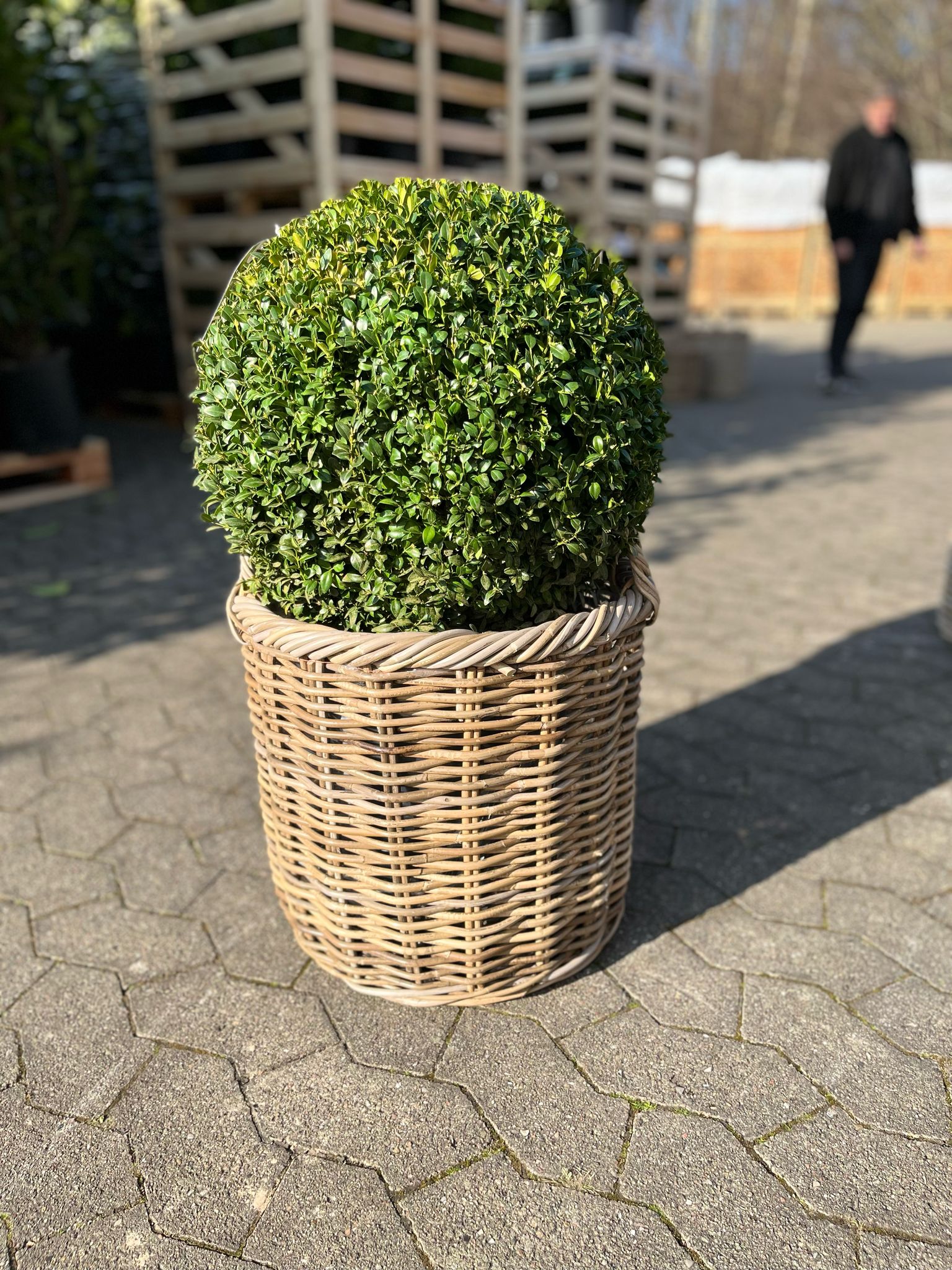 Kristtorn kugleformet Ø 30-35cm (Ilex Crenata 'Dark green')